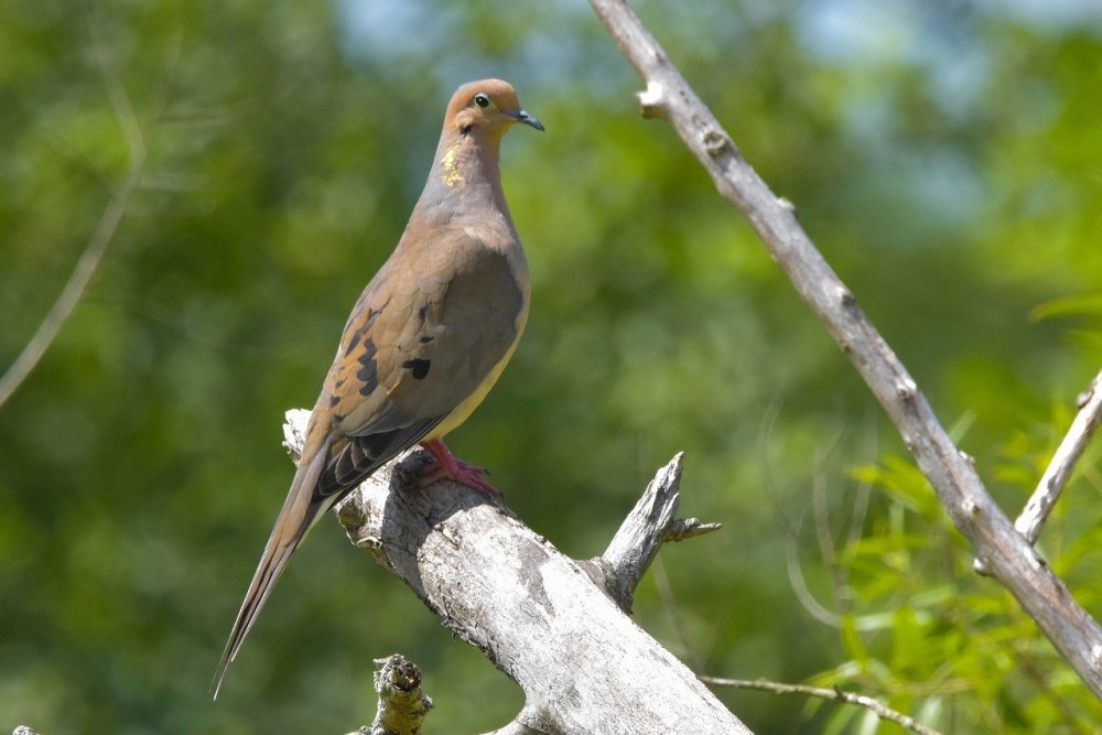 Mourning dove