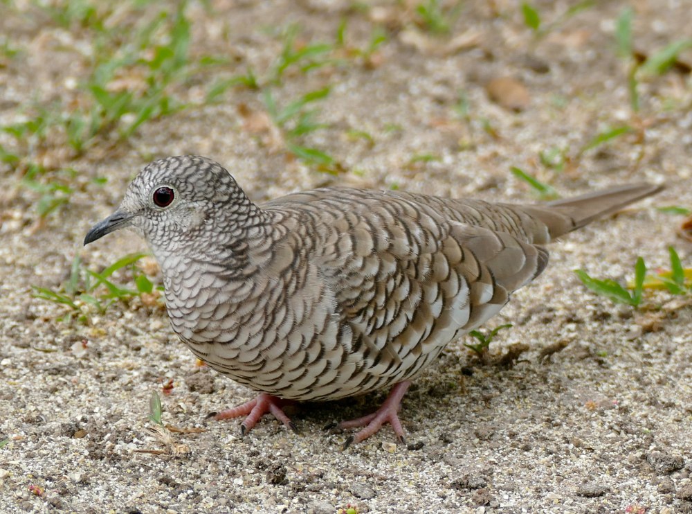 Columbina