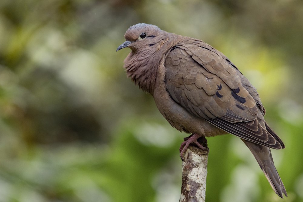 Columbina talpacoti