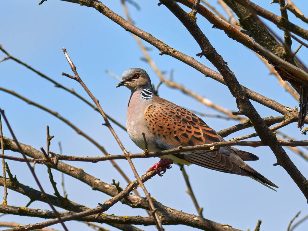 Streptopelia Turtur