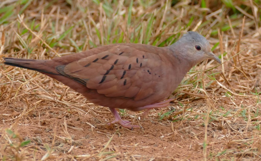 Columbina talpacoti