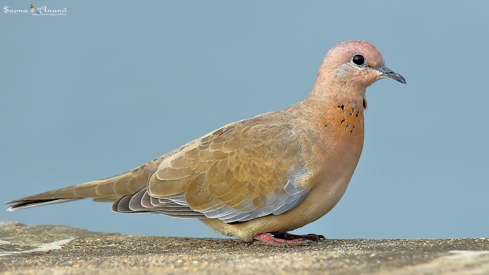 Laughing dove