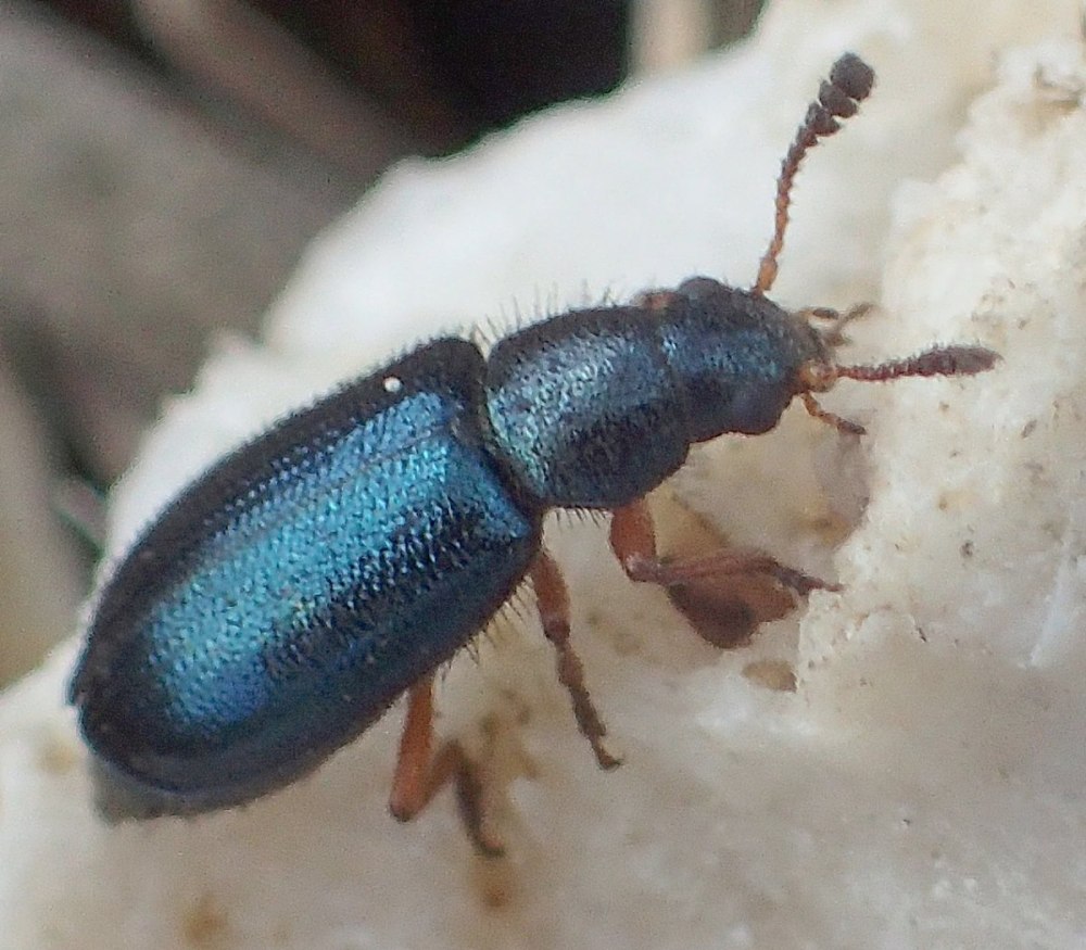 Necrobia rufipes