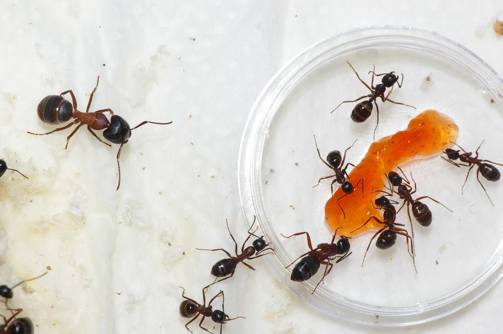 Муравьи рода Camponotus