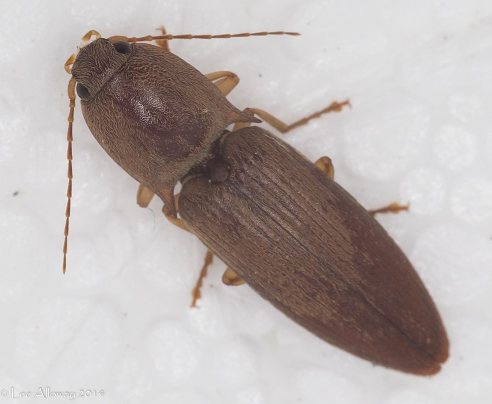 Helochares lividus