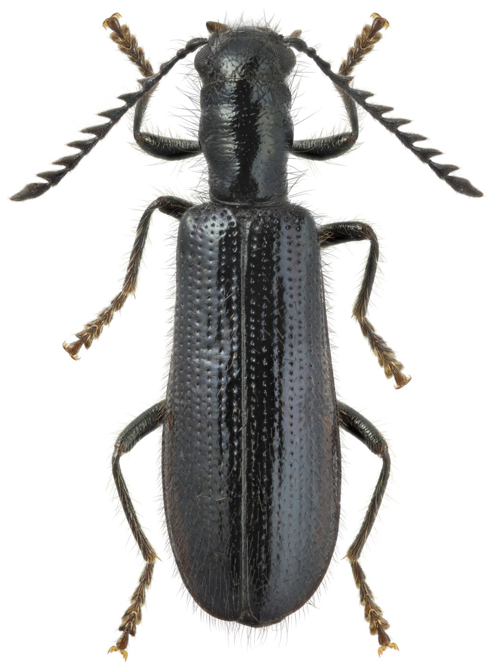 Tillus elongatus