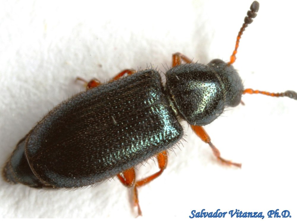 Ветчинный Жук Necrobia rufipes в квартире как избавиться