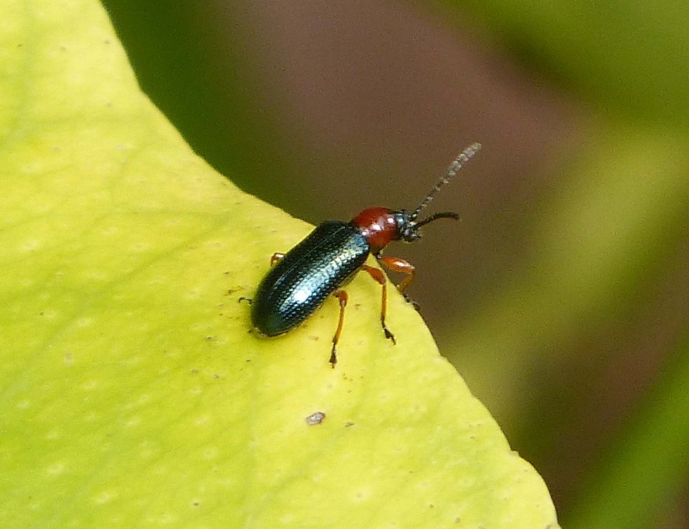 Oulema melanopus