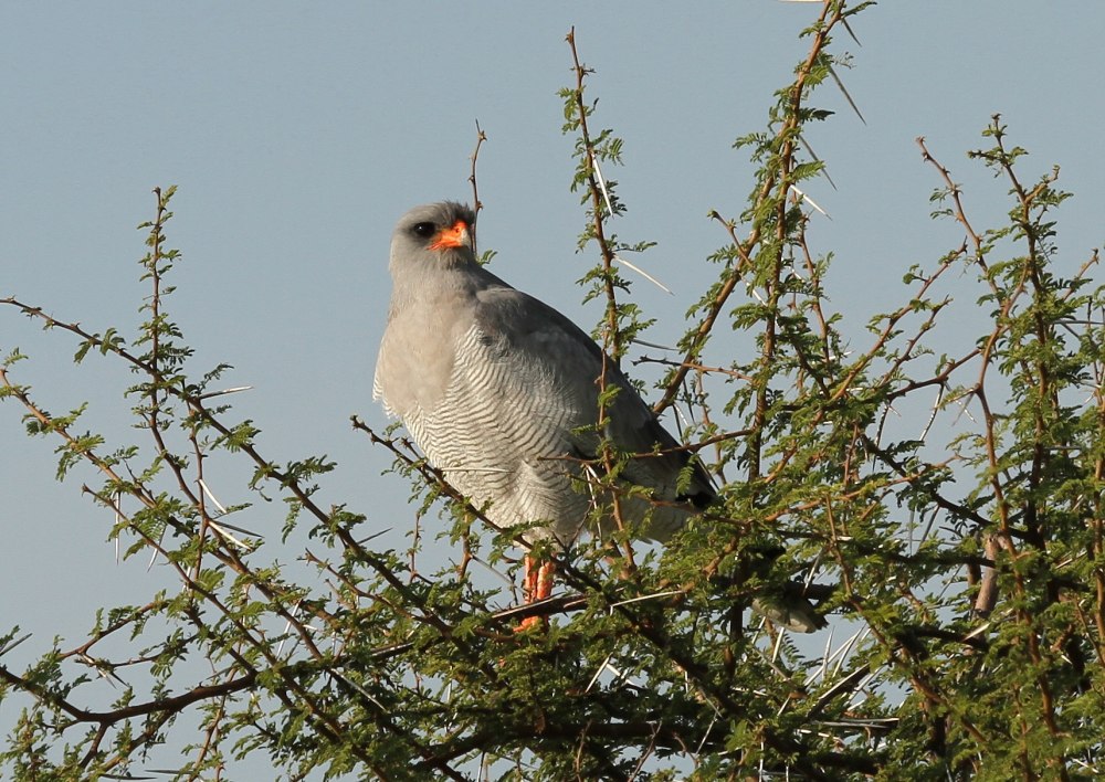 Melierax canorus