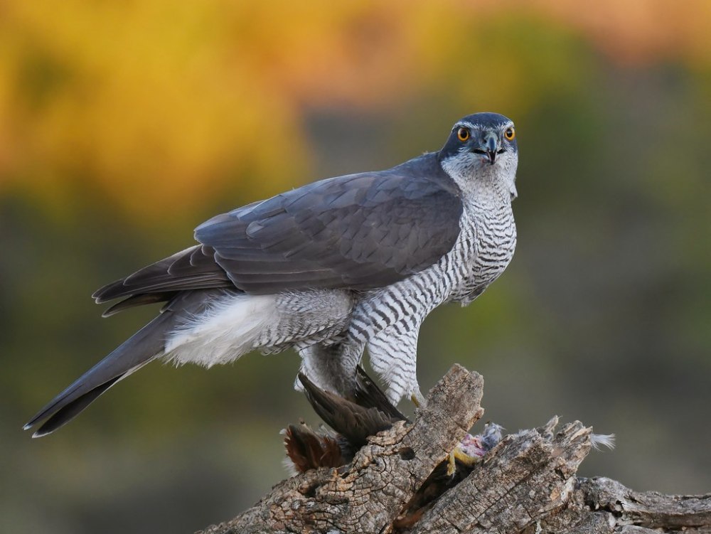 Ястреб - тетеревятник (Accipiter gentilis)