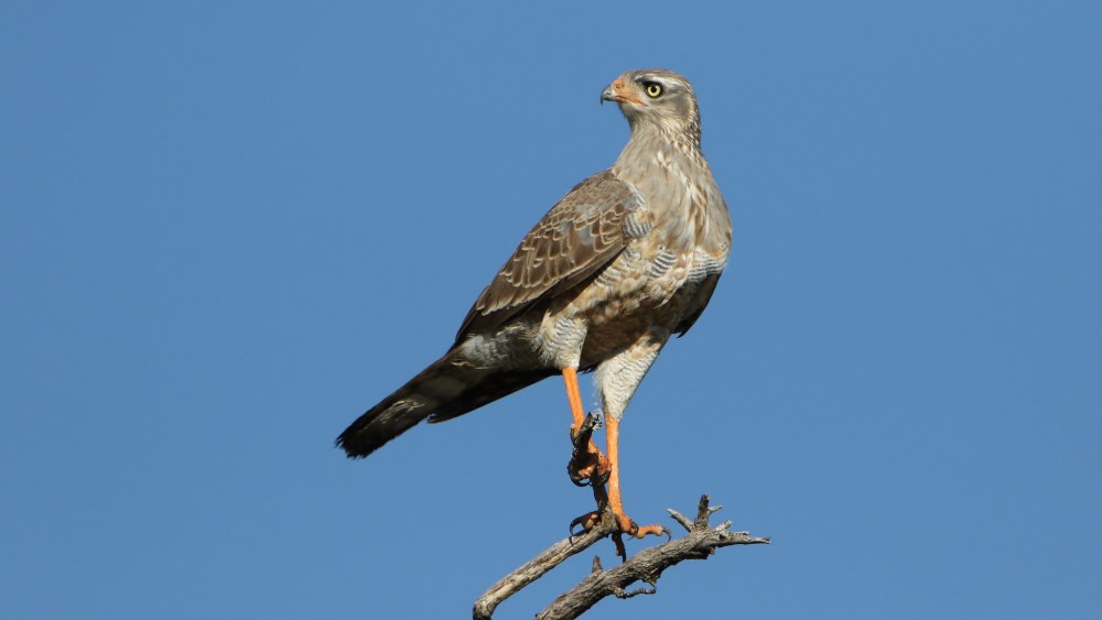 Melierax canorus