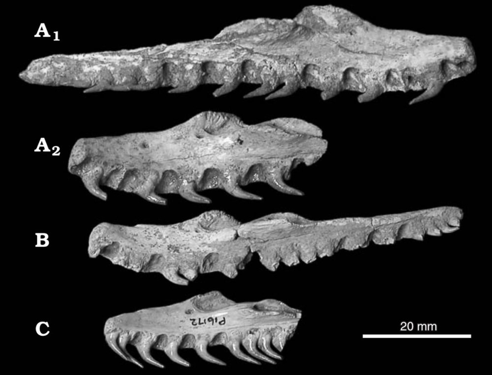 Wonambi naracoortensis