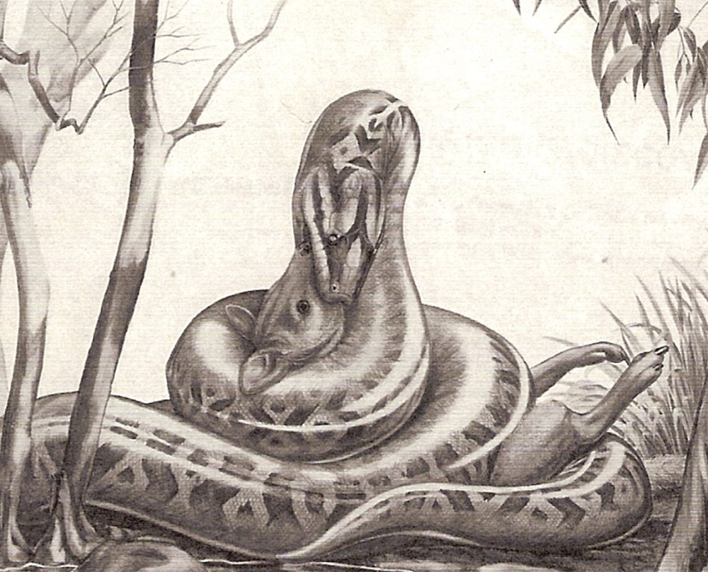 Wonambi naracoortensis