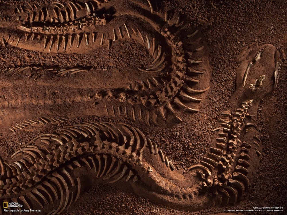 Wonambi naracoortensis