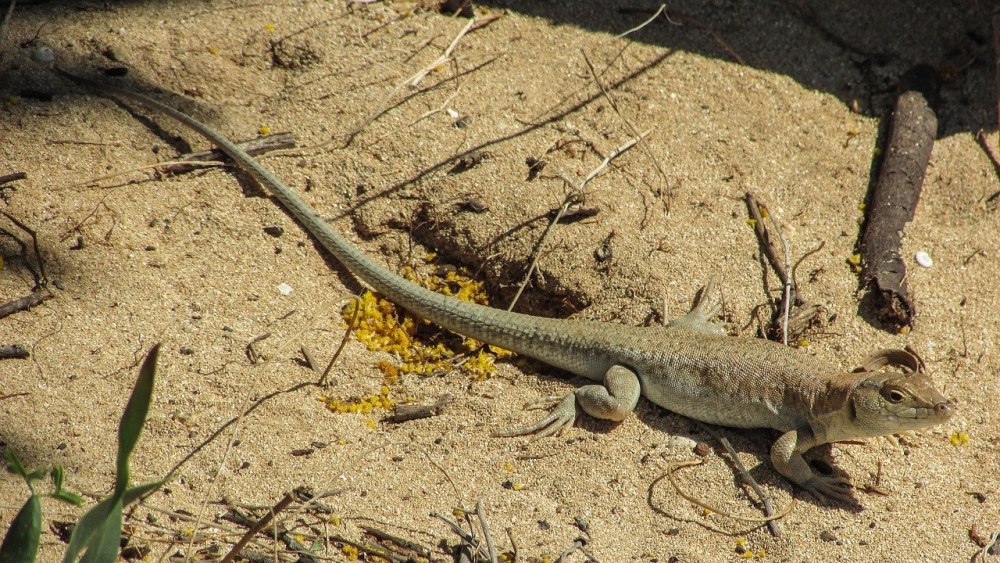 Acanthodactylus schreiberi