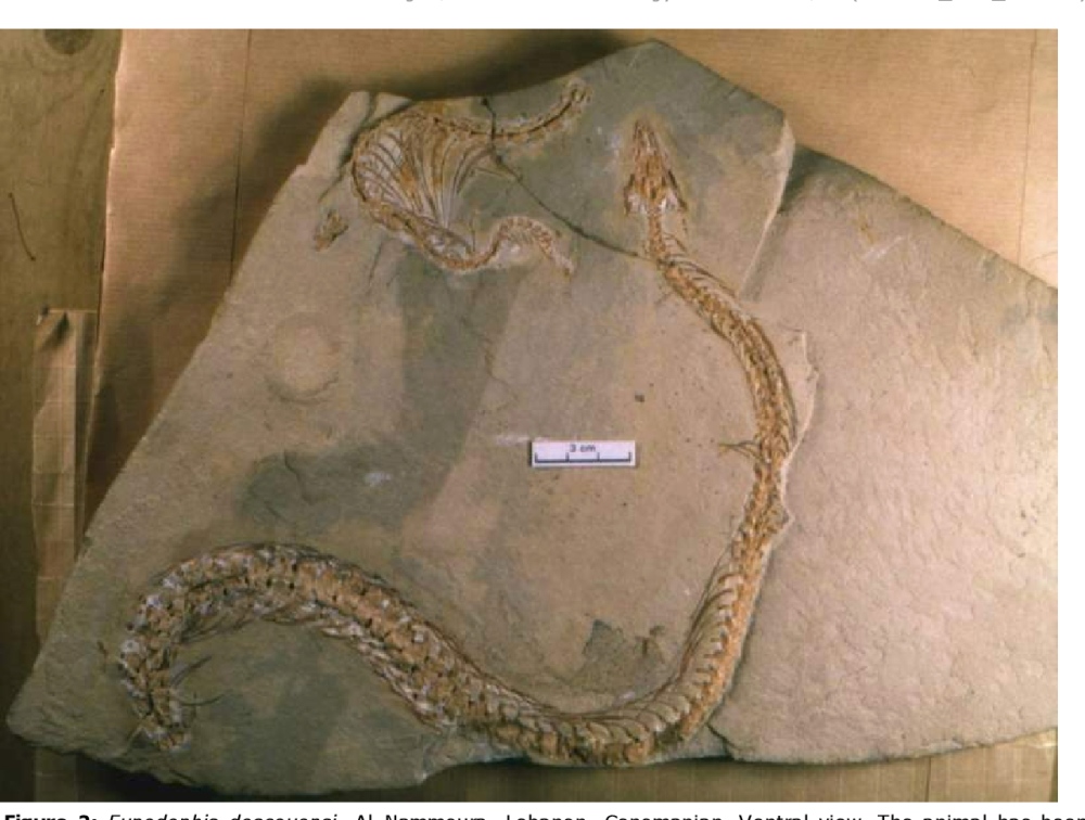 Eupodophis descouensi