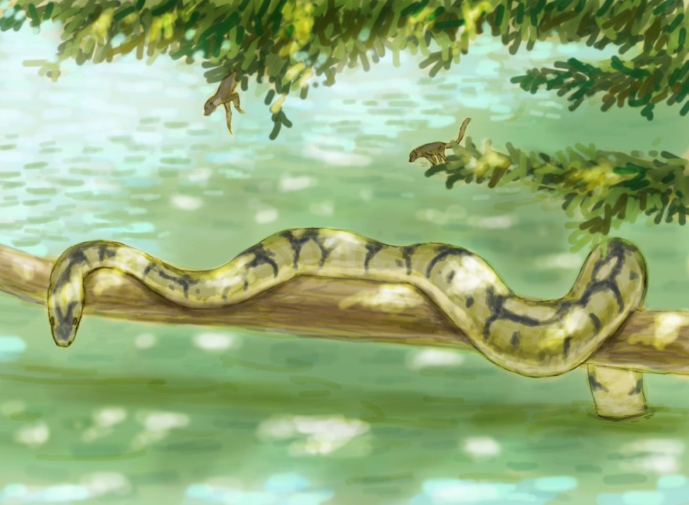 Palaeophis colossaeus