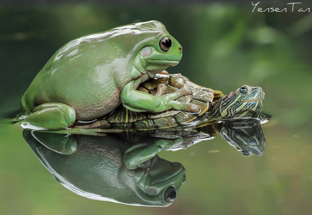 Танто Йенсен — индонезийский фотограф