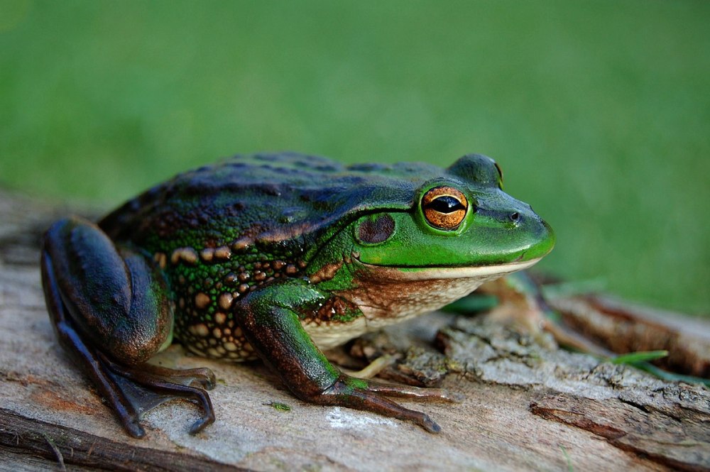 Разноцветная литория Litoria raniformis