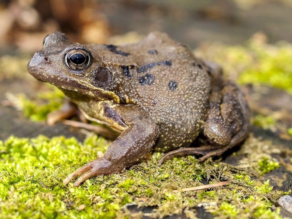 Зеленая жаба Bufo viridis