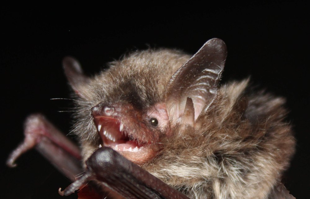 Ночница Брандта Myotis brandtii