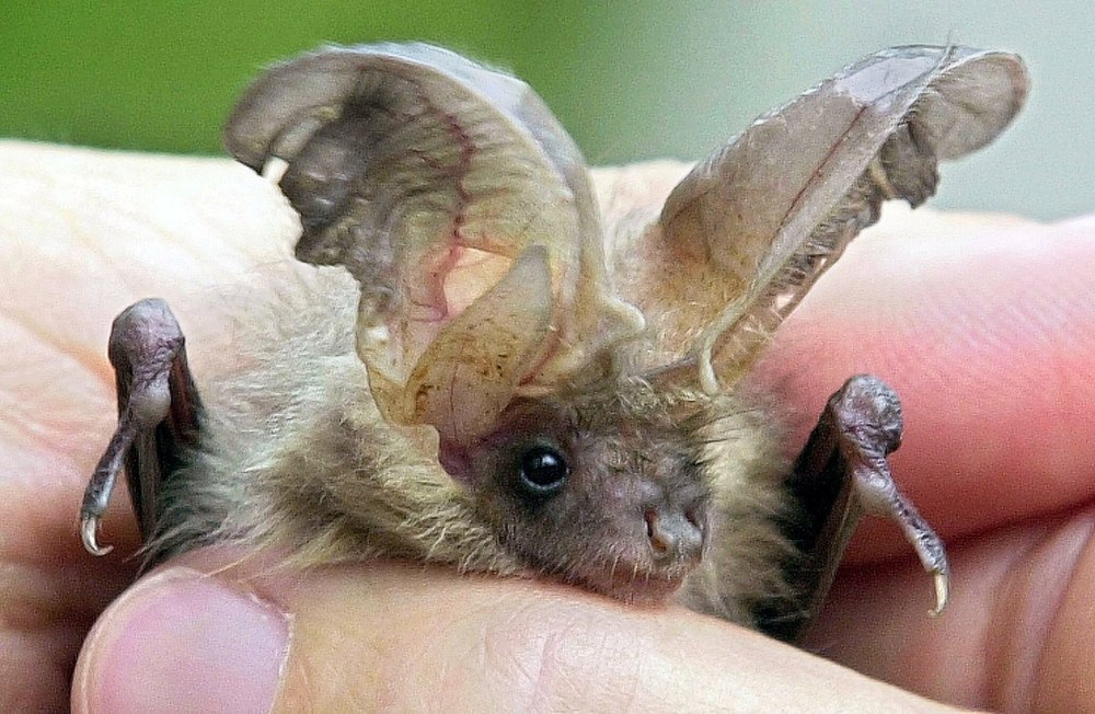 Летучая мышь Corynorhinus rafinesquii