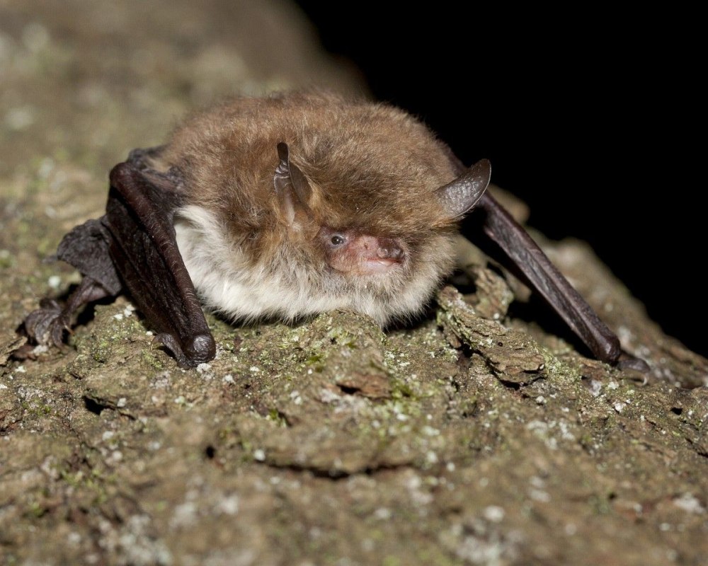 Ночница Брандта (Myotis brandtii (Eversmann, 1845))