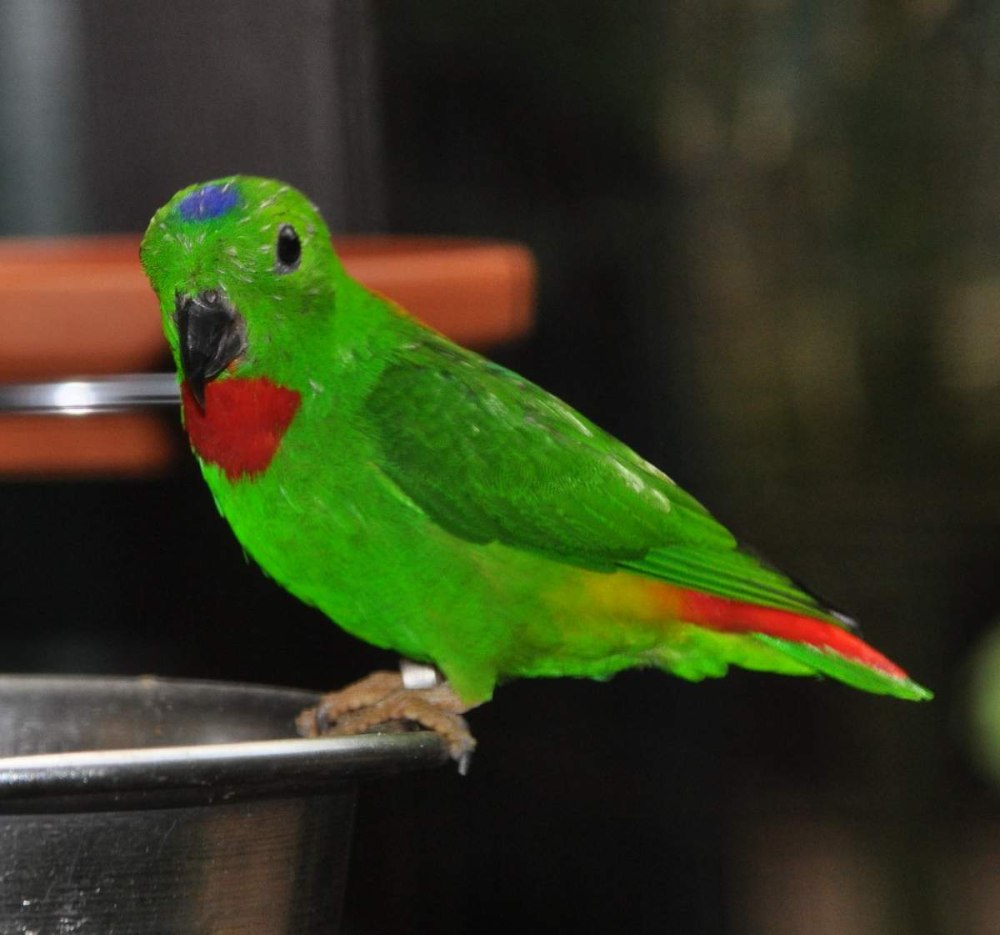 Loriculus galgulus