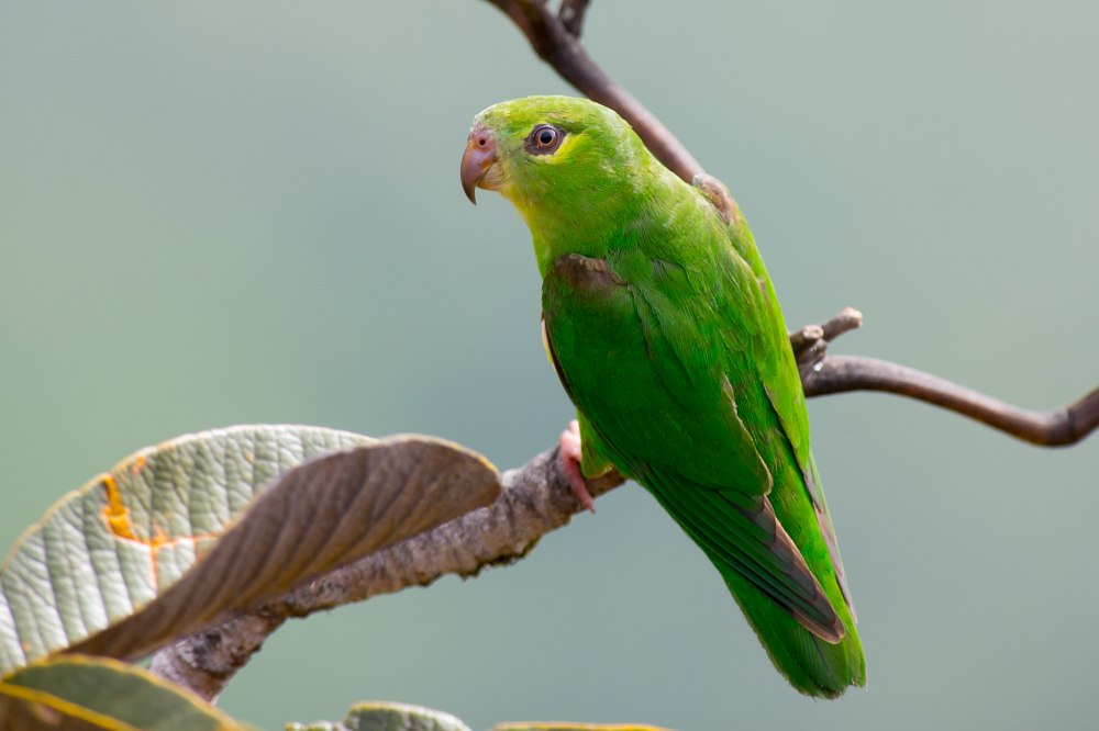 Nannopsittaca panychlora