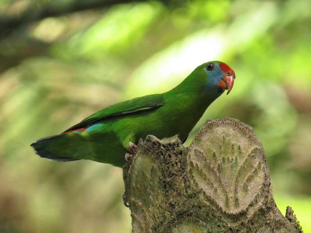 Loriculus pusillus