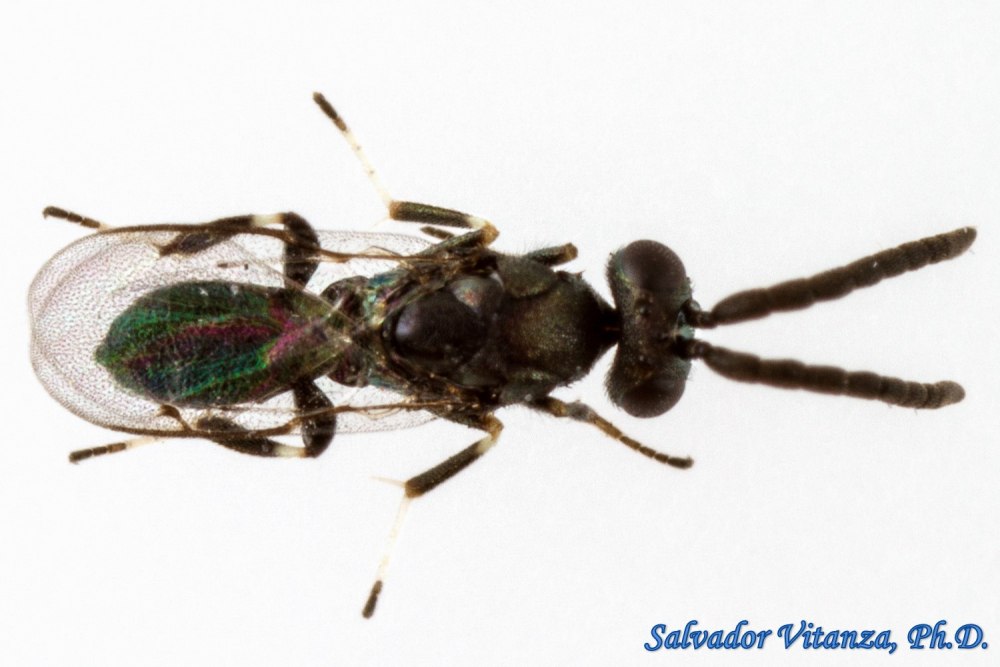 Динармус — Dinarmus (bruchobius) laticeps Ash. (Сем. Pteromalidae)