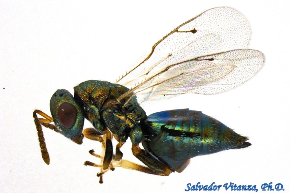 APYTIS sugonjaevi Jasn. (Сем. Aphelinidae, ОТР. Hymenoptera).