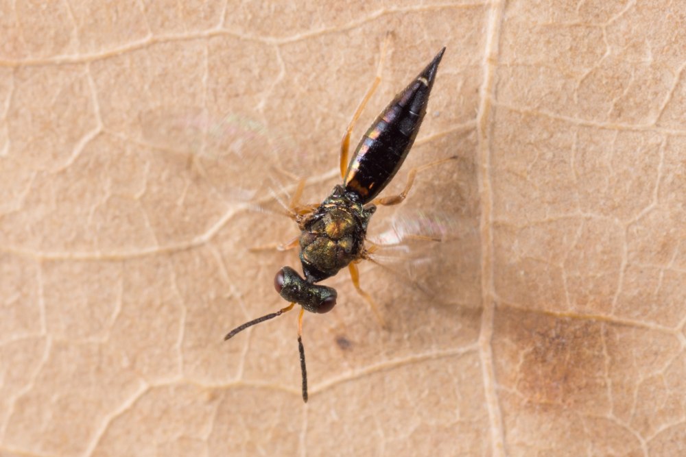 Pteromalidae