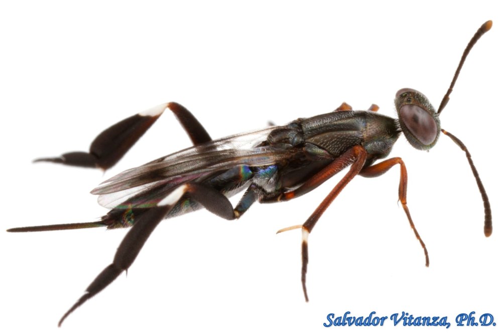 Aulacidea hieracii