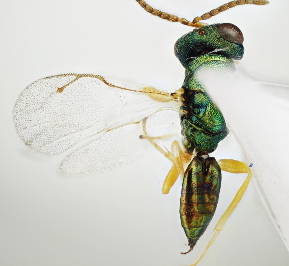 Эласмус — Elasmus albipennis