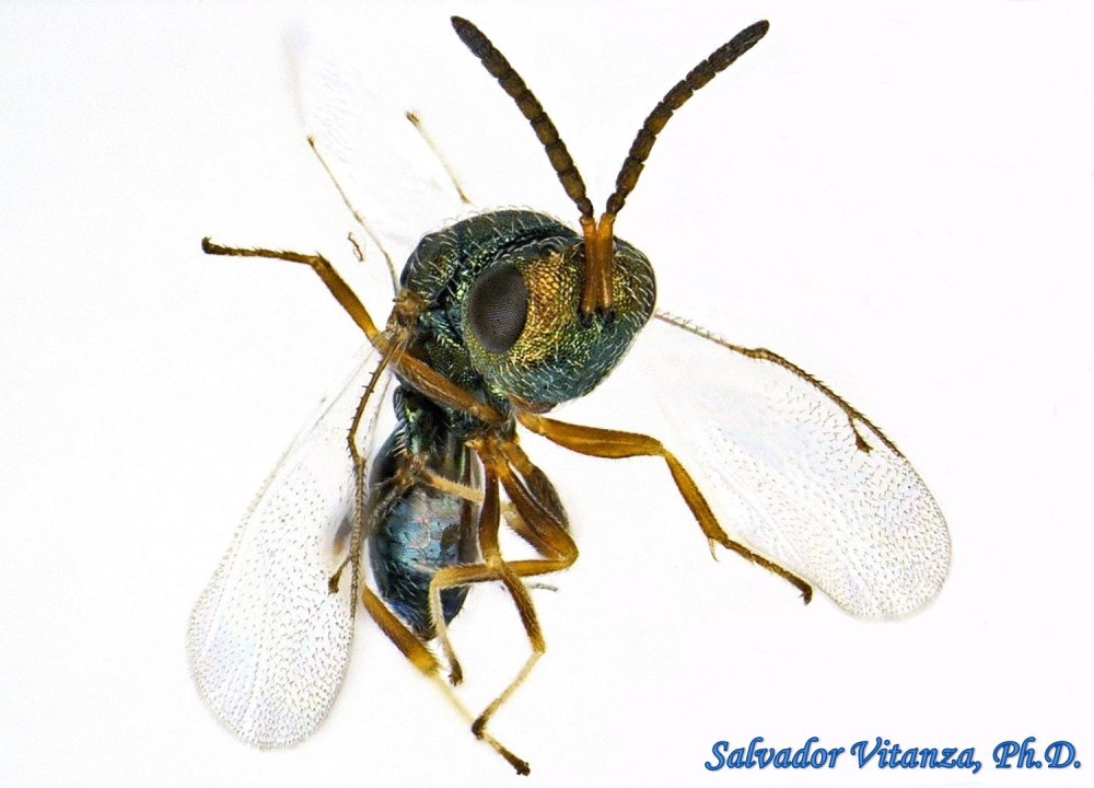 Триблиографа — Trybliographa rapae Westw. (Сем. Cynipidae, ОТР. Hymenoptera)