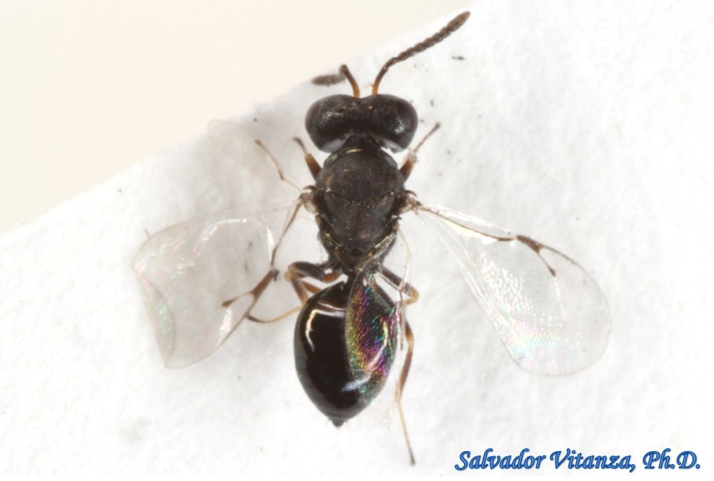 APYTIS sugonjaevi Jasn. (Сем. Aphelinidae, ОТР. Hymenoptera).