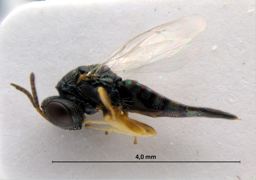 Trissolcus Grandis