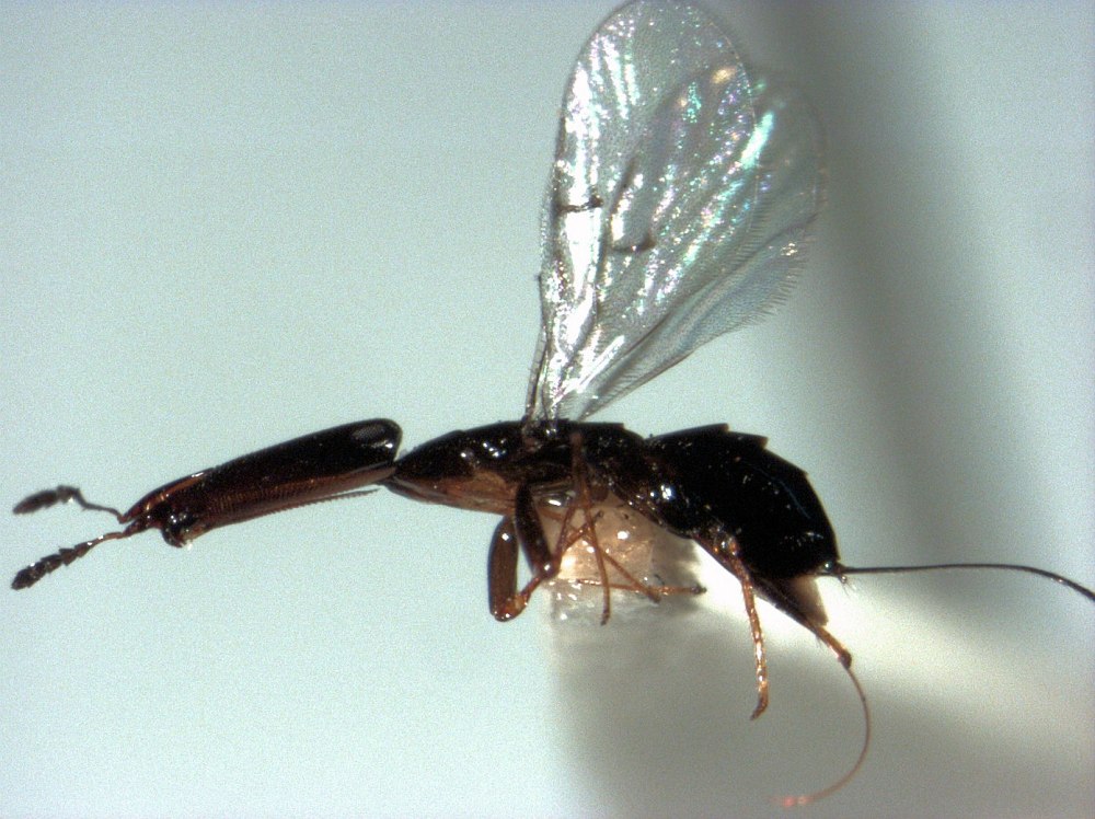 Ixodiphagus hookeri