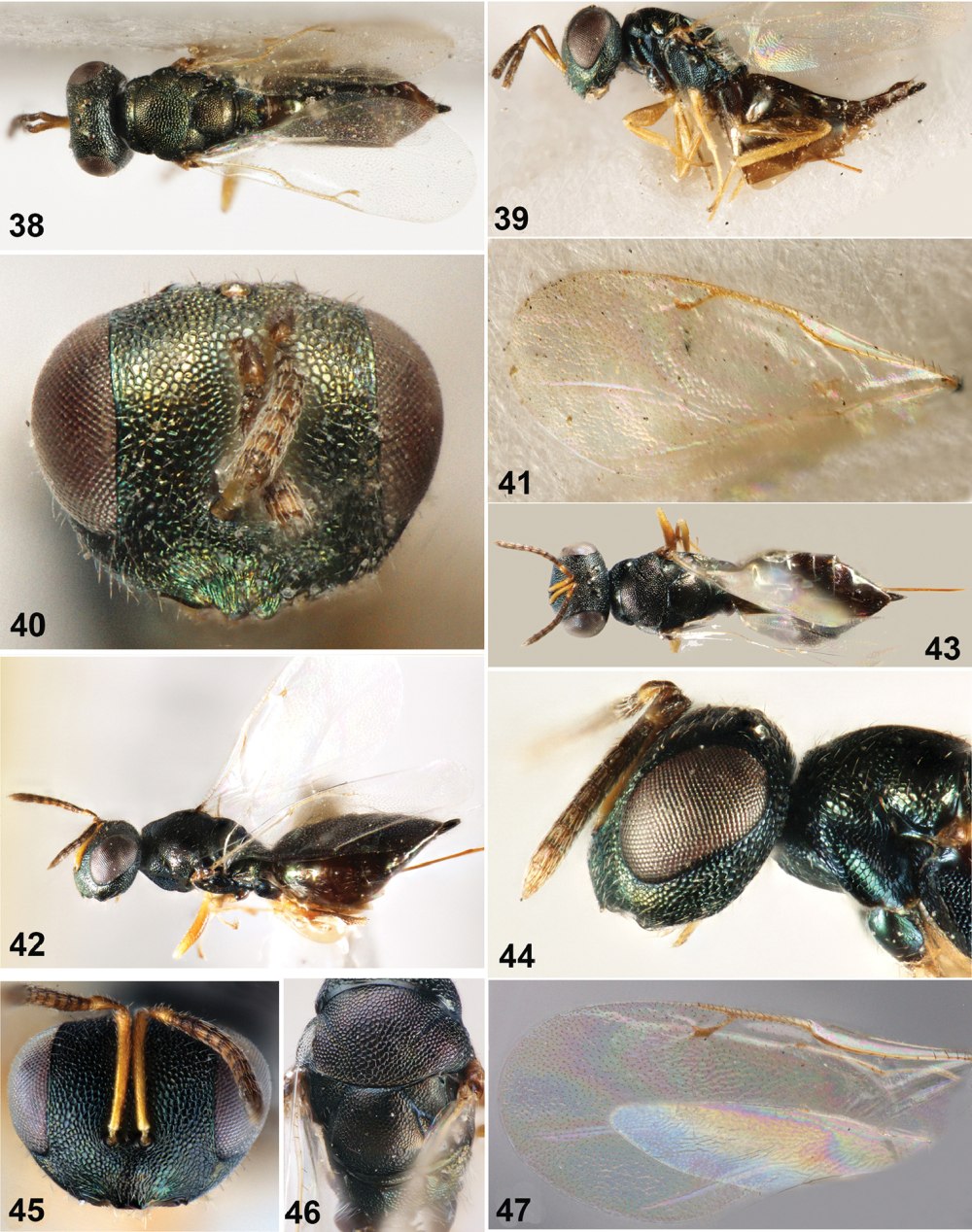 Dibrachys affinis