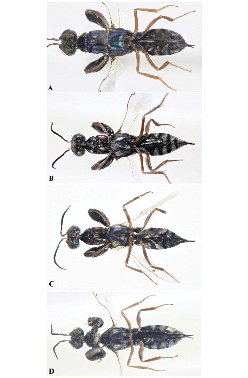 Thuricola similis