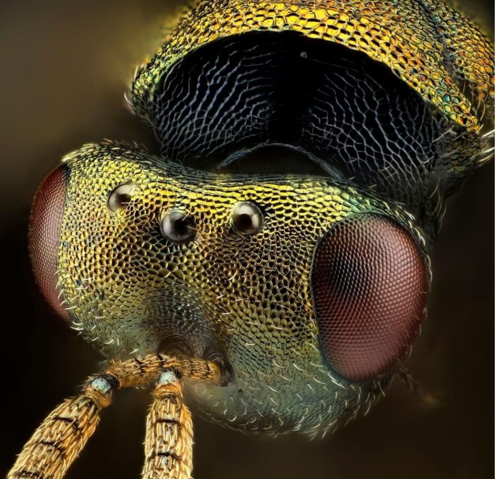 Macro Photography of Armadillo