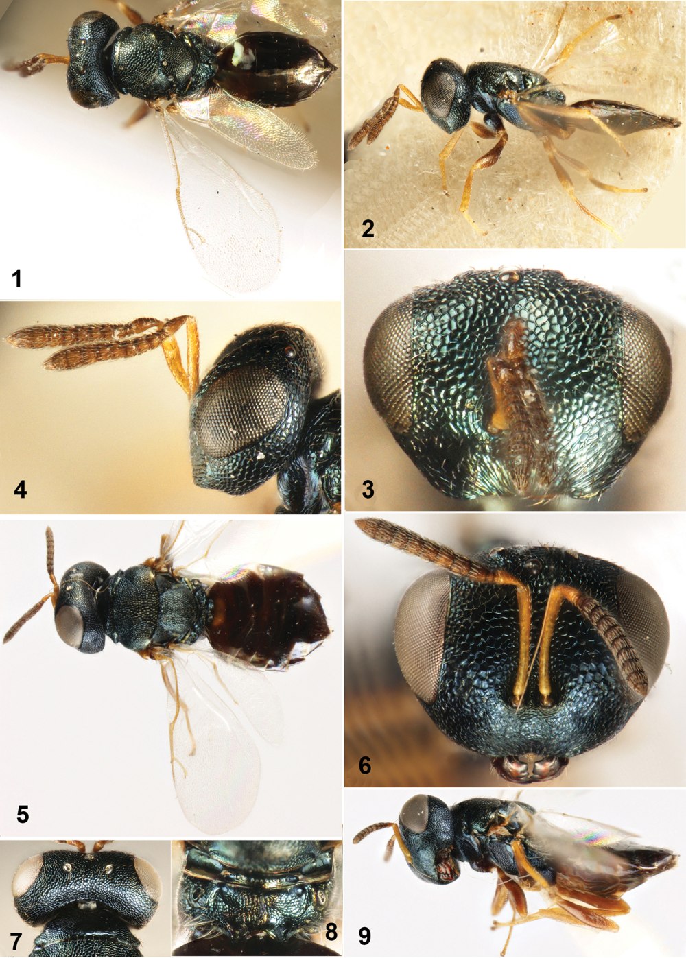 Личинка Cirrula hians (= Ephydra hians)