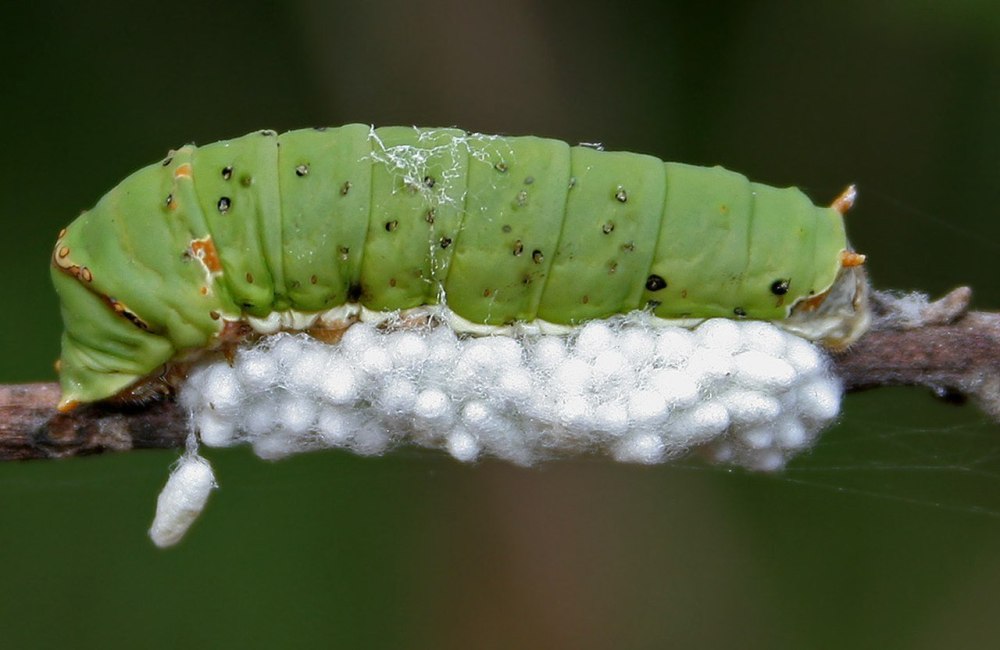 Гусеница Thyrinteina leucocerae