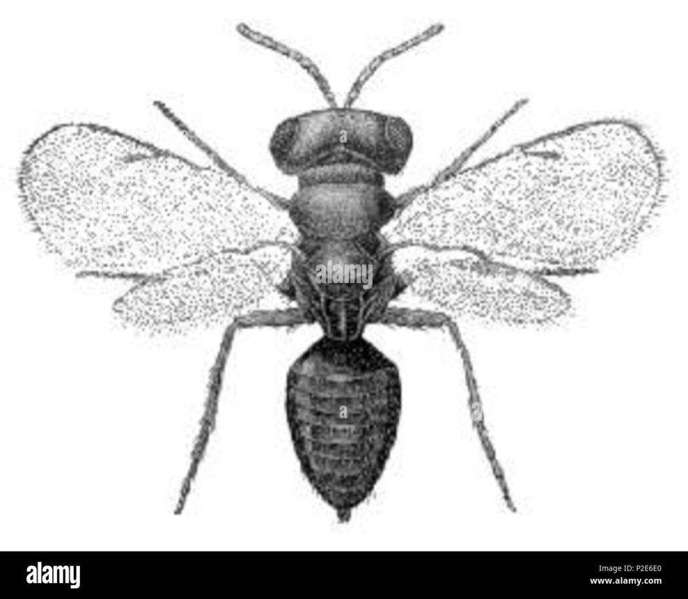 Pteromalus puparum