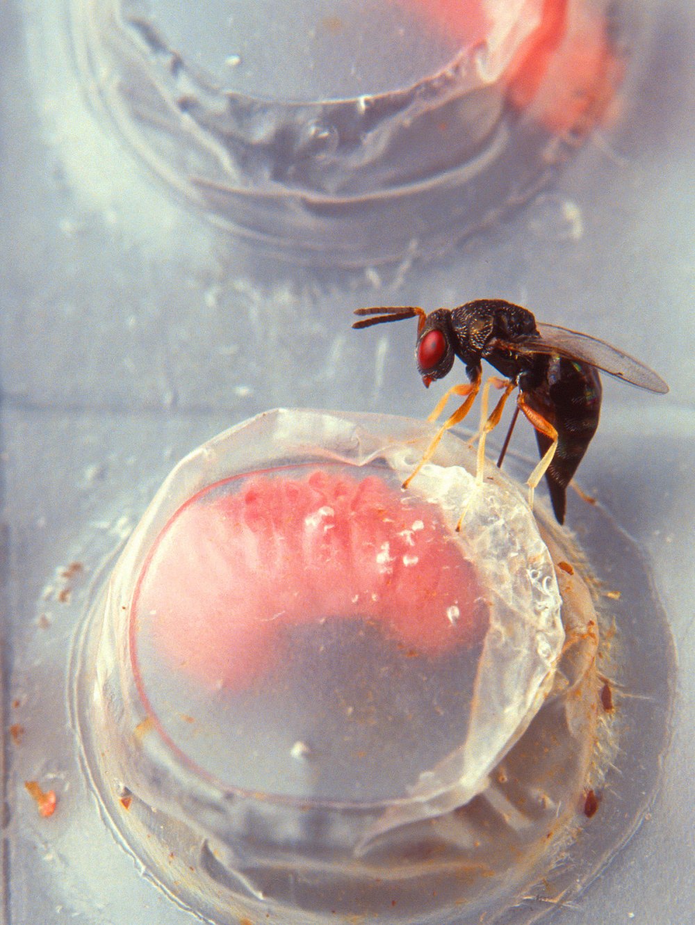 Parasitic Wasp яйца