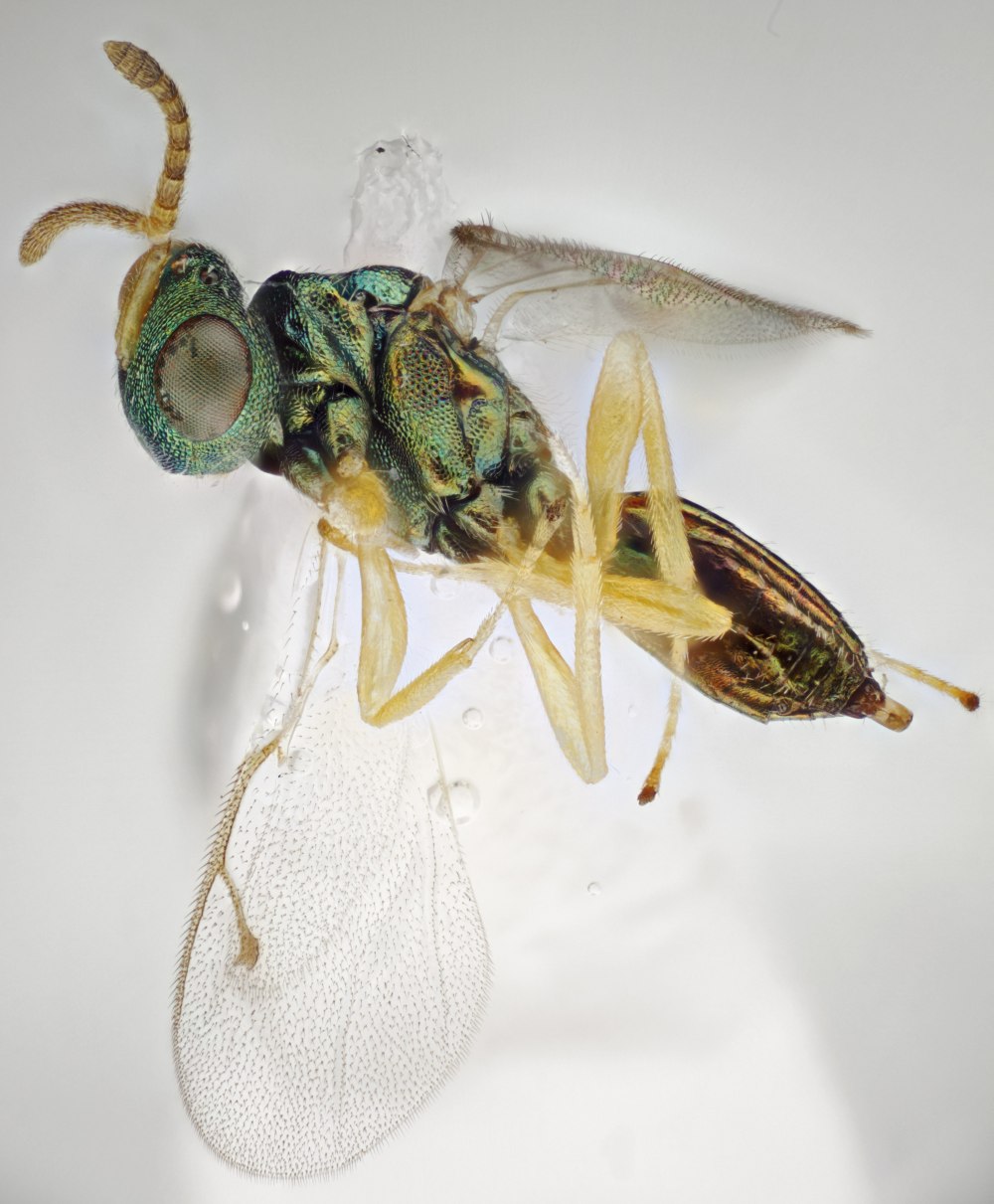 Pteromalus puparum
