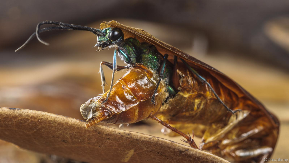 Оса Ampulex compressa
