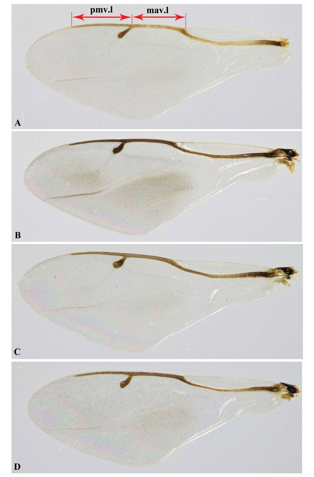 Procatopus similis