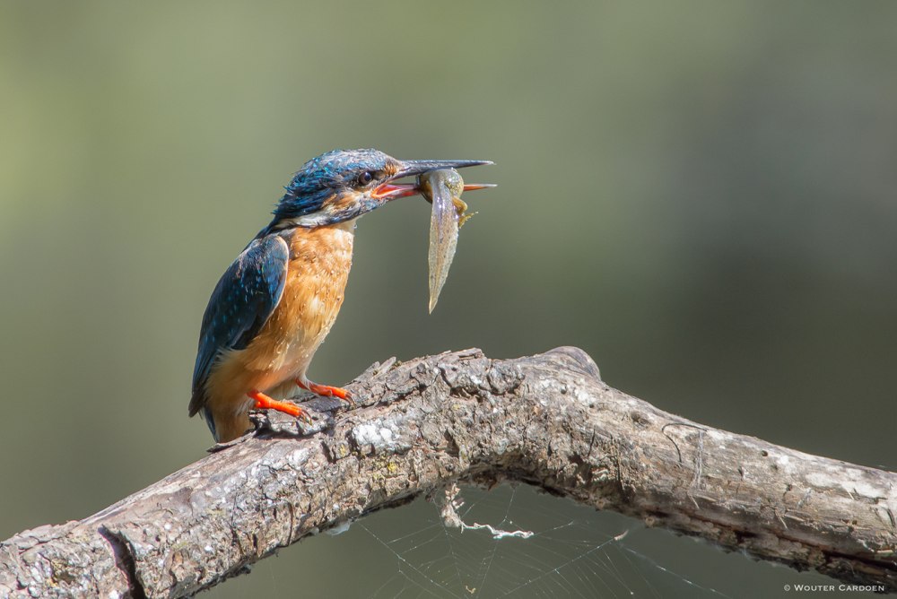 Alcedo Atthis
